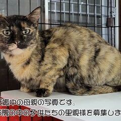 2024年4月24日産まれの子猫の里親募集