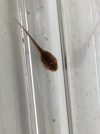 ヒキガエル アルビノ おたまじゃくし