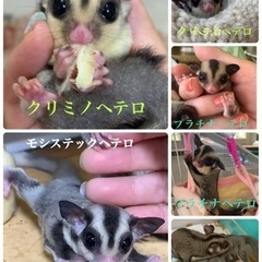 プラチナリューシュ血統ヘテロももんが