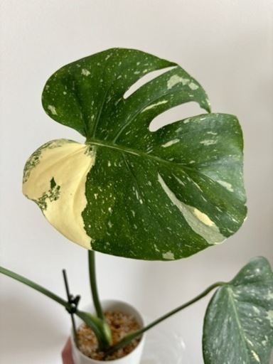観葉植物　斑入りモンステラ　レア　イエローモンスター