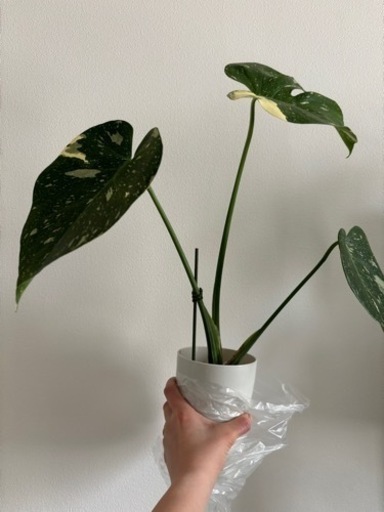 観葉植物　斑入りモンステラ　レア　イエローモンスター