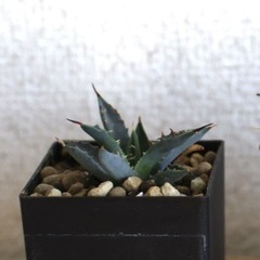 アガベ　ユタエンシス　ネバデンシス実生1.5年の画像
