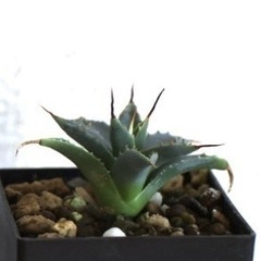 アガベ　ユタエンシス　ネバデンシス実生1.5年の画像
