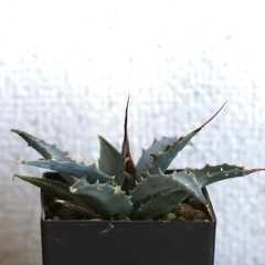 アガベ　ユタエンシス　ネバデンシス実生1.5年の画像