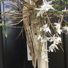 セッコク①の画像