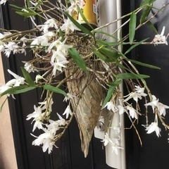 セッコク①の画像