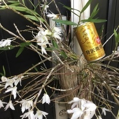 セッコク①の画像