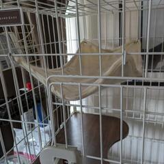 【すでに受け渡し決まってます】猫ゲージ