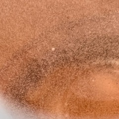 ゾウリムシの画像