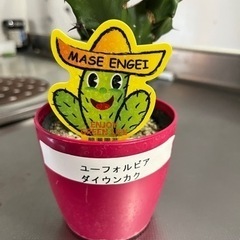 サボテン【高さ55cm】済みの画像