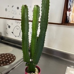 サボテン【高さ55cm】済みの画像