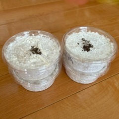 オオクワガタ