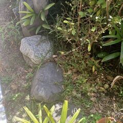 庭石。