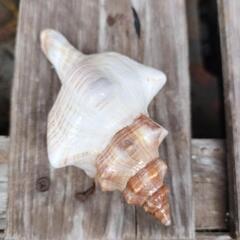 🐚綺麗な貝殻セットの画像