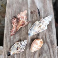 🐚綺麗な貝殻セットの画像