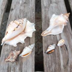 🐚綺麗な貝殻セットの画像