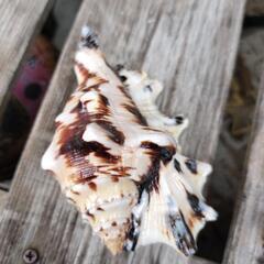 🐚綺麗な貝殻セットの画像
