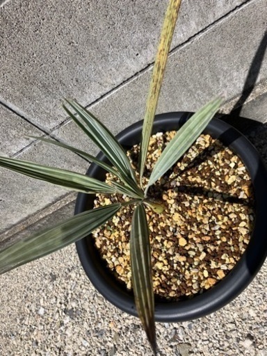 ブラヘア・アルマータ