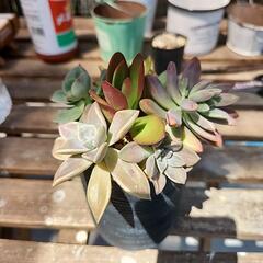 多肉植物寄せ植え缶　４