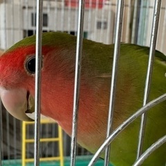 コザクラインコ(手乗り崩れ) 里親募集
