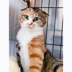 キジミケのすず - 青梅市