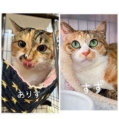 すずと姉妹のありす - 猫