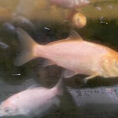 錦鯉稚魚 １０匹の画像