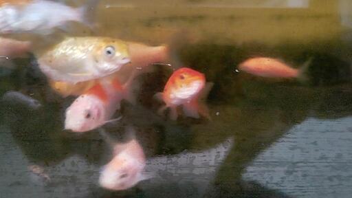 錦鯉稚魚 １０匹