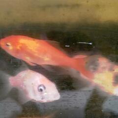 錦鯉稚魚 １０匹の画像