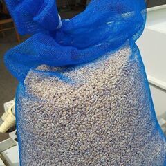 水稲種籾   ひとめぼれ  催芽済