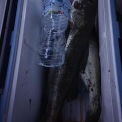 サーフで夜釣りを一緒にしてくれる仲間募集
