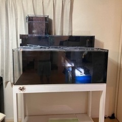 PSA10 おいわいファンファーレ2023 プロモ110/SV-P