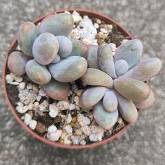 月美人のカット苗　多肉植物