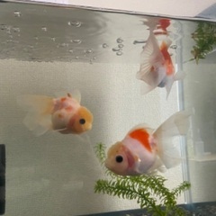 金魚（ローズテールオランダ）の画像