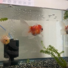 金魚（ローズテールオランダ）の画像