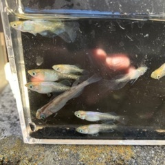 プラチナダイヤ・黄桜・すみれめだか　訳ありセットの画像