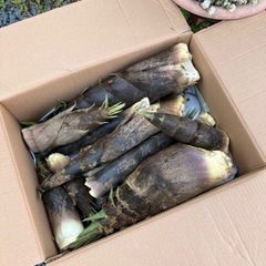 たけのこ