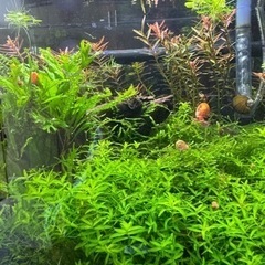 レッドラムズホーン、アマゾンフロッグピットの画像