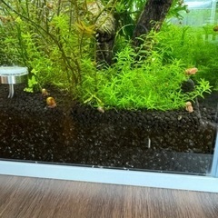 レッドラムズホーン、アマゾンフロッグピットの画像