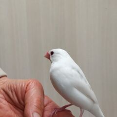 豊中市大黒町でいなくなった白文鳥を探しています - 豊中市