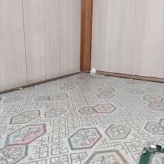 豊中市大黒町でいなくなった白文鳥を探しています - 手伝って/助けて