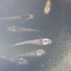 ②メダカ（ユリシス・幼魚・無選別）5匹の画像