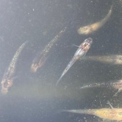 ②メダカ（ユリシス・幼魚・無選別）5匹の画像
