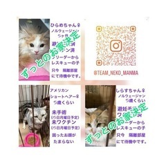 （ご参加ありがとうございました！）teamねこまんま4月譲渡会＆...