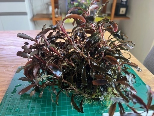 水草: ブセファランドラ sp クダガン　群生株（水中葉） 気孔石付き　2024-①