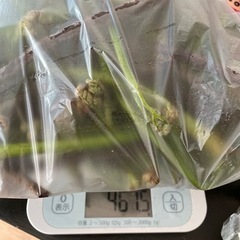 わらび　重曹付き