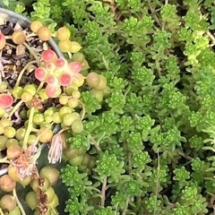 多肉植物 セダム