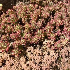 多肉植物 セダムの画像