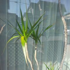 【予約済】ドラセナ・コンシンネ 高さ約2m 元気 観葉植物の画像