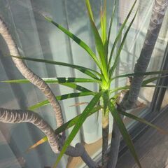 【予約済】ドラセナ・コンシンネ 高さ約2m 元気 観葉植物の画像